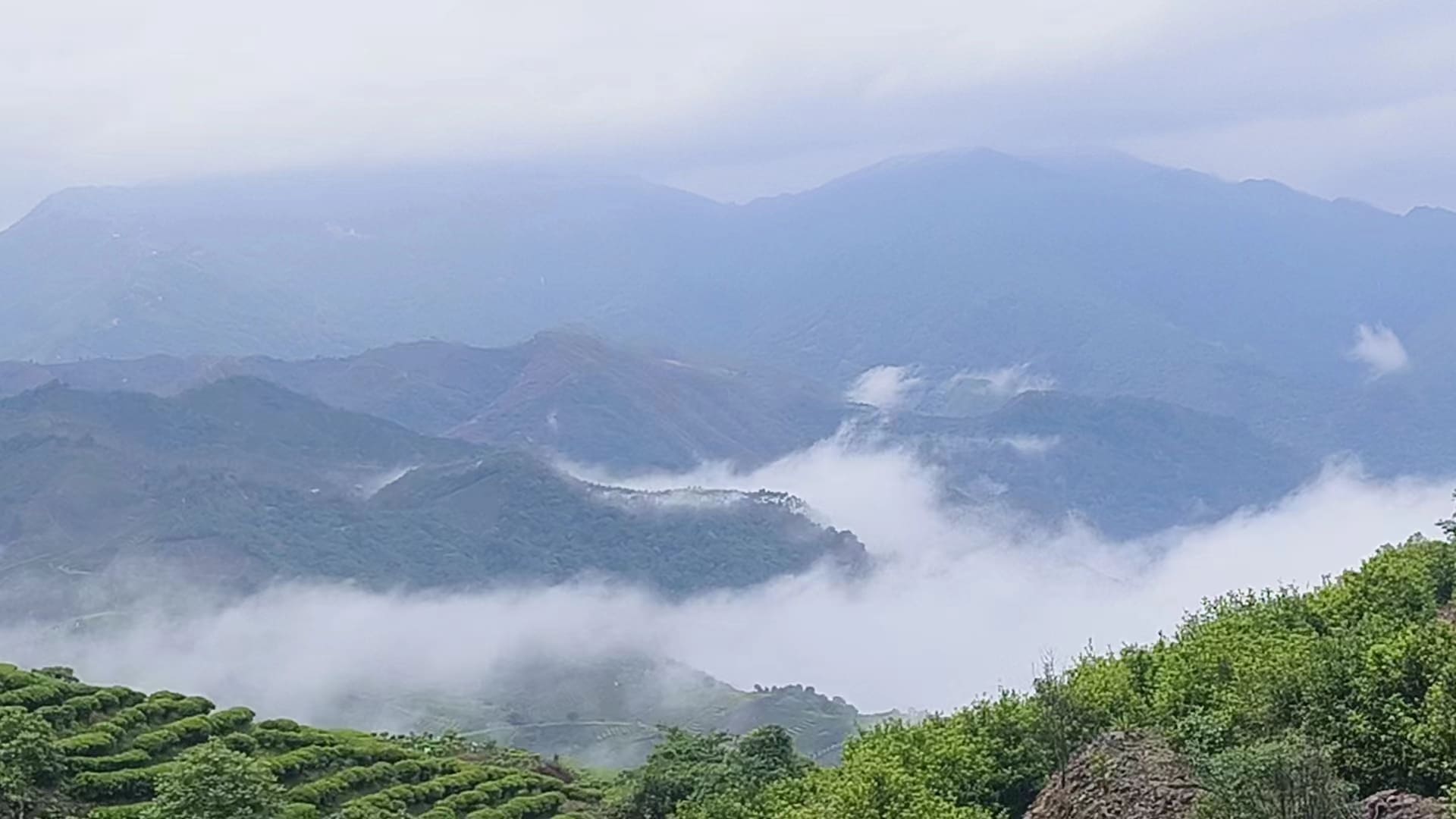 岭头茶山