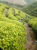 岭头茶讯（一）