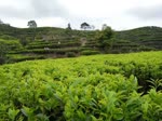 岭头茶讯（二）