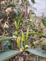 岭头春茶：写在收成之后